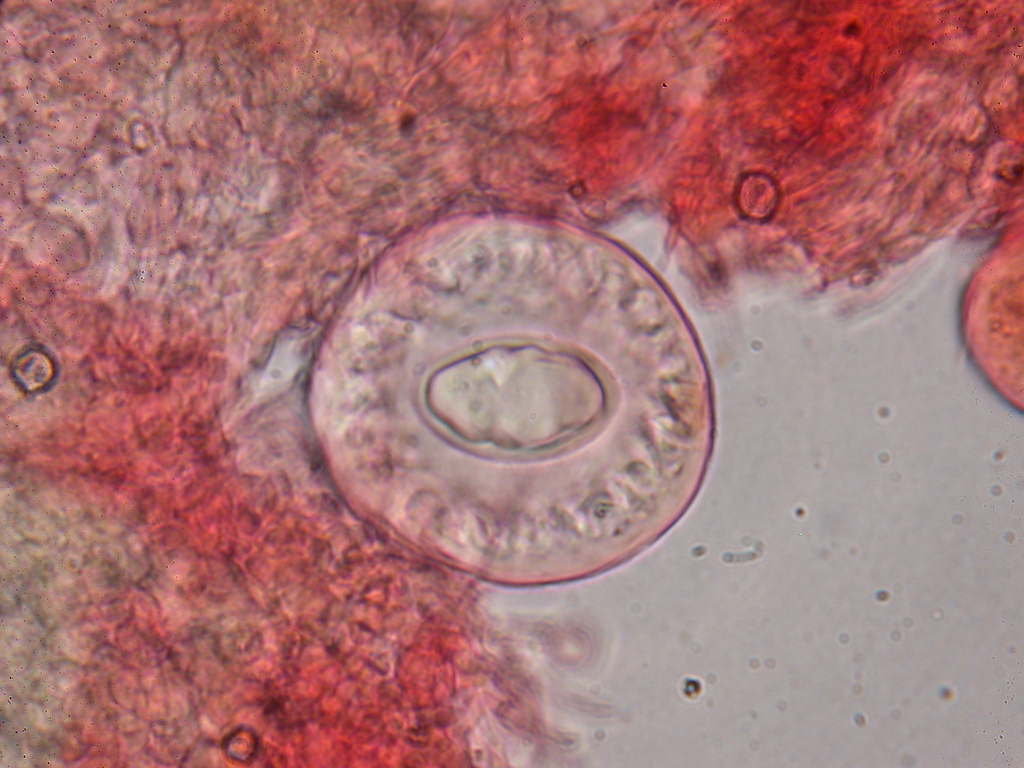 Con l''aiuto del microscopio... QUIZ